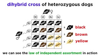 Beyond Mendelian Genetics Complex Patterns of Inheritance [upl. by Reinhard]