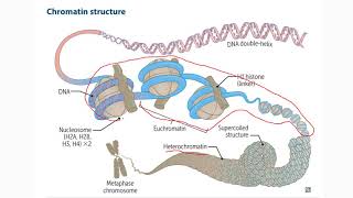 1 Cromatina heterocromatina eucromatina metilación de ADN e histonas acetilación [upl. by Orofselet640]