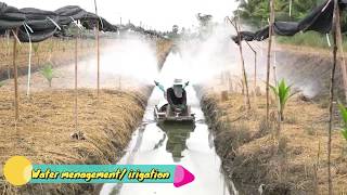 Agriculture In Thailand Coconut Planting [upl. by Akfir]