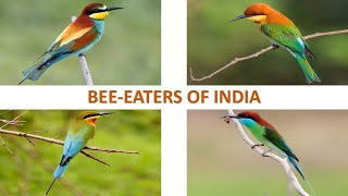 Bee Eaters of India 🇮🇳  Birds  Indian Birds [upl. by Falconer]