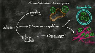 Techniques dimmobilistation des enzymes [upl. by Emalee]