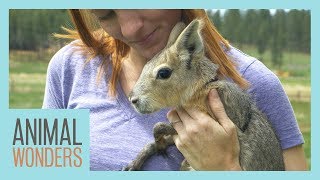 New Baby Patagonian Cavy [upl. by Eecram]