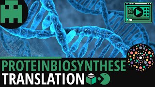 Proteinbiosynthese  Translation│Biologie Lernvideo Learning Level Up [upl. by Ylrebmek]