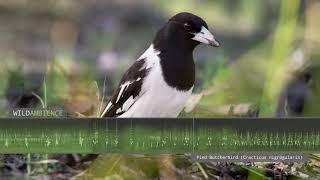 Pied Butcherbird Sounds  The song amp calls of one of the worlds most melodic songbirds [upl. by Alleunam]