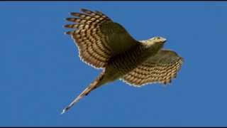 Sparrowhawk Bird Call Bird Song [upl. by Solracesoj909]