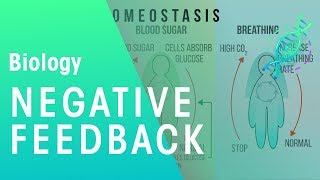 Negative Feedback  Physiology  Biology  FuseSchool [upl. by Delmor895]