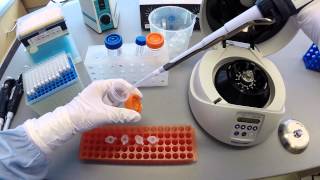 DNA Extraction Protocol  Part 2 [upl. by Ylle]