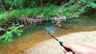 Action Packed Small Creek Fishing [upl. by Atsahs]