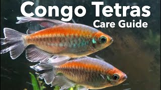 Congo Tetra Fish Care [upl. by Cosetta607]