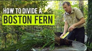 How to Divide a Boston Fern [upl. by Ignaz]