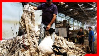 🧶🐑 Modern SHEEP FARMING Technologies  Wool Processing Factory  Sheep Shearing [upl. by Bonne]