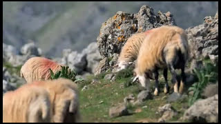 GREECE  The islands  CRETE [upl. by Sucramad]