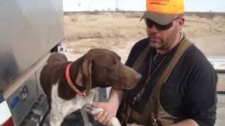 Steve Explains Mushers Secret  Gun Dog Supply [upl. by Ueik]