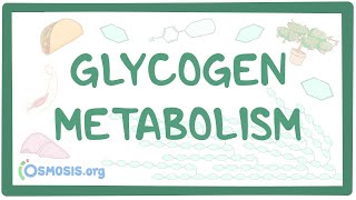 Glycogen metabolism [upl. by Matthias]