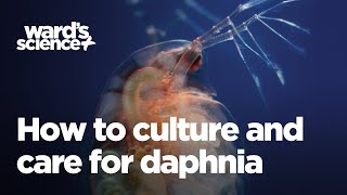 Caring and Culturing for Daphnia [upl. by Batory]