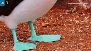 Dance of the BlueFooted Booby  Galápagos  Lindblad ExpeditionsNational Geographic [upl. by Giarc536]