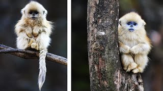 10 Razas de Monos Más Bonitas del Mundo [upl. by Riba608]