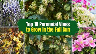 Top 10 Perennial Vines to Grow in the Full Sun ☀️ 🌞 [upl. by Nrubua470]