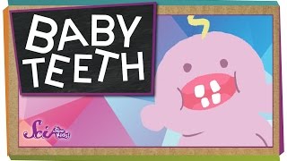 Why Do We Have Baby Teeth [upl. by Aissatan]