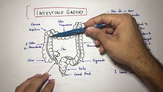 Intestino Grosso 2  Anatomia em 3 min [upl. by Minda]