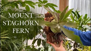 Mount Staghorn Fern in Under 5 Minutes DIY [upl. by Ddene]