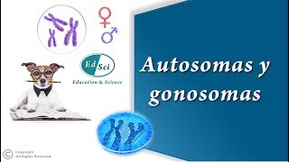 Cromosomas autosomas y gonosomas 🧬 [upl. by Pik]