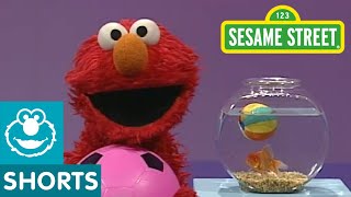 Sesame Street Play Ball  Elmos World [upl. by Nivla]