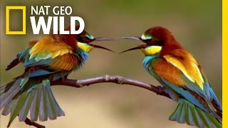 The Life of a Bee Eater  Real Angry Birds [upl. by Schober]