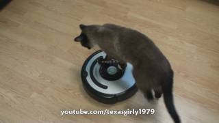 Cat shows HOW TO use iRobot Roomba Vacuum [upl. by Farmelo117]