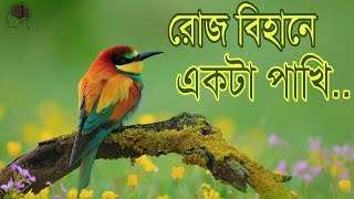 রোজ বিহানে একটা পাখি। Islamic song roj bihane ekta pakhi Allah Allah dake [upl. by Ydnor]