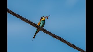 European Bee Eater Removing The Sting From A Hornet [upl. by Jobie93]