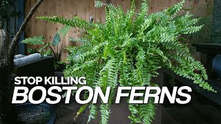 Stop Killing Your Boston Ferns Full Care Guide [upl. by Jablon]