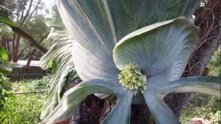 Worlds Largest Staghorn Fern [upl. by Brubaker977]