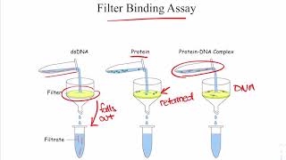 Filter Binding Assay [upl. by Notniw]