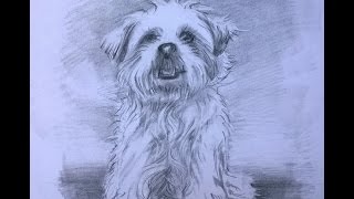 HOND voor beginners grafiet potlood tekening [upl. by Amandie]