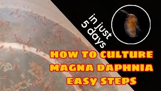 How to Culture Magna Daphnia Easily [upl. by Alegna]