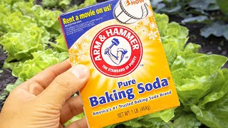 10 Amazing Uses of Baking Soda in the Garden [upl. by Cirle267]