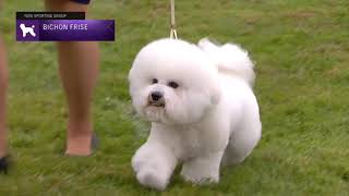 Bichons Frises  Breed Judging 2021 [upl. by Maxama]