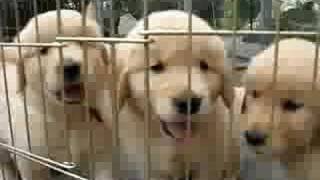 Golden Retriever Puppies [upl. by Ecnahc]