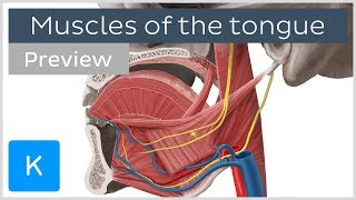 Muscles of the tongue preview  Human Anatomy  Kenhub [upl. by Yarod688]