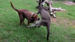 Kangaroo vs Dog [upl. by Silberman714]