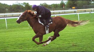 Ultimate Horsepower in Super Slow Motion  BBC Earth Unplugged [upl. by Adnaerb]