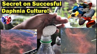 How to Culture Daphnia Successfully [upl. by Aehcim394]