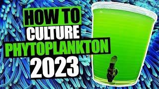 How to Culture Phytoplankton [upl. by Mcgean]