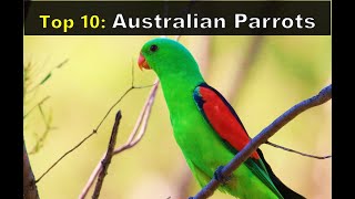 Top 10 Australian Parrots [upl. by Massimo]