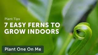 7 EASY FERNS to Grow Indoors — Ep 190 [upl. by Schmeltzer]