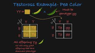 Testcross Explained [upl. by Jeannine]