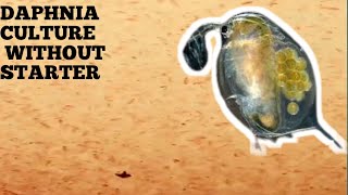 HOW TO CULTURE DAPHNIA NATURALLY WITHOUT A STARTER [upl. by Ardnazxela325]