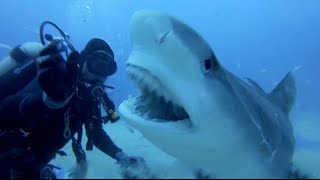 SCARY SHARK ATTACKS captured by GoPros compilation Vol1 [upl. by Reyotal139]