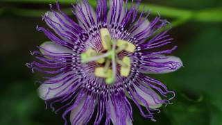 Passion Flower Passiflora incarnata [upl. by Arlene]